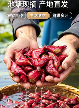 洪湖新鲜红皮菱角现摘现发生吃脆甜农家自种水生菱角顺丰产地直发