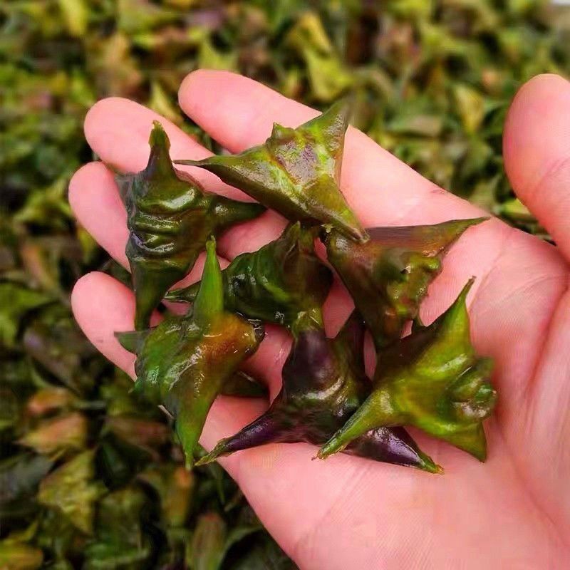 现摘纯野生菱角刺菱角洪湖湖区现摘小菱角四角两角老菱角非大菱角