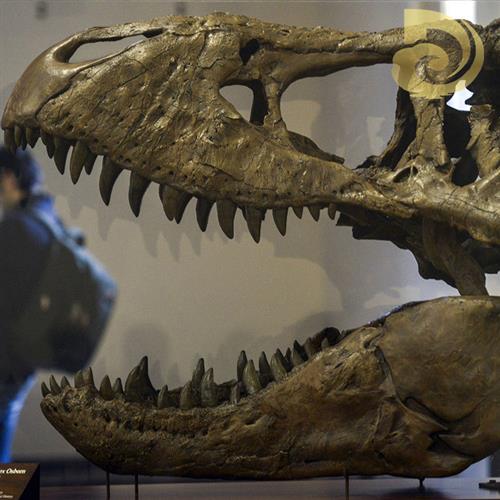 大型景区仿真霸王龙玻璃钢骨架室内博物馆恐龙头骨化石展览模型