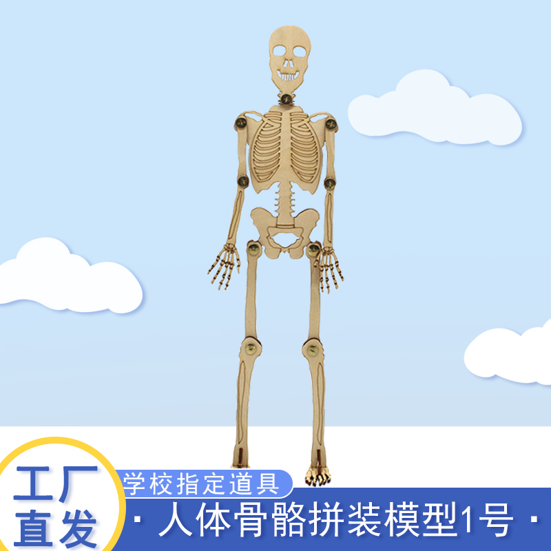 拼装模型手工制作骨骼模型diy