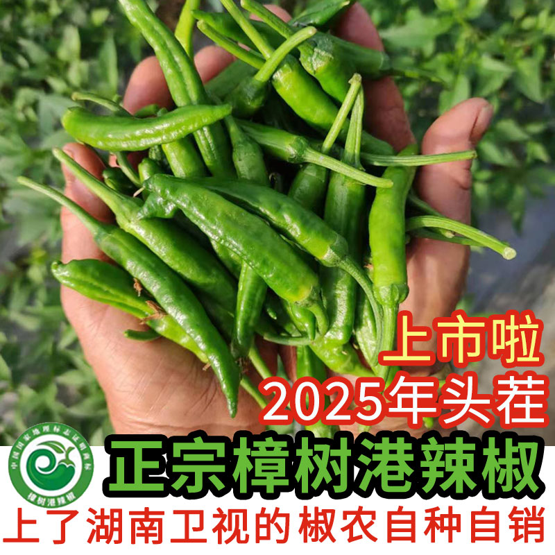 2025年头批正宗樟树港辣椒现摘