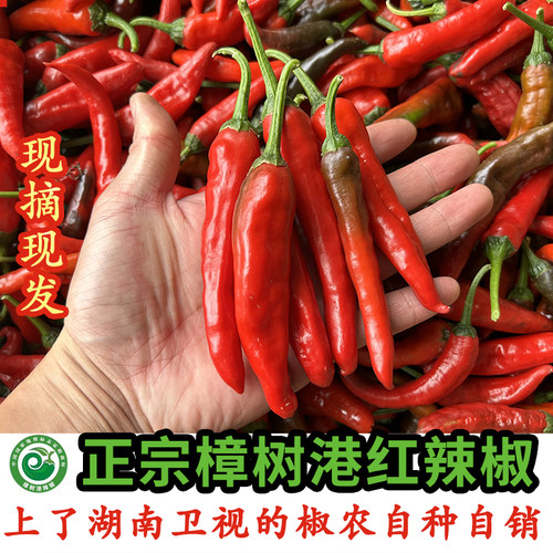 正宗樟树港红辣椒椒农自种精品新鲜现摘顺丰包邮湖南湘阴特产