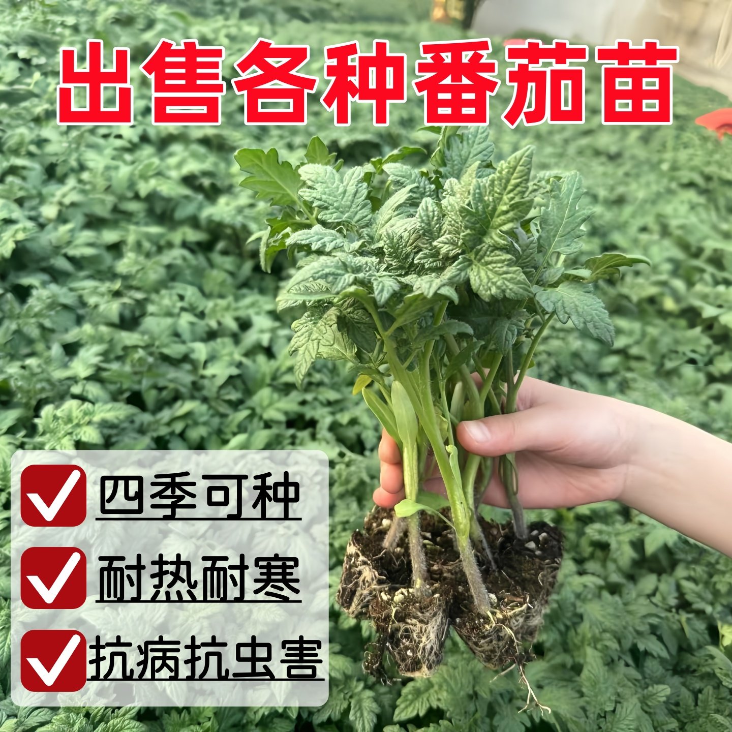 大番茄西红柿苗蔬菜苗矮生化苗秧超甜黄瓜四季阳台盆栽圣女果幼苗