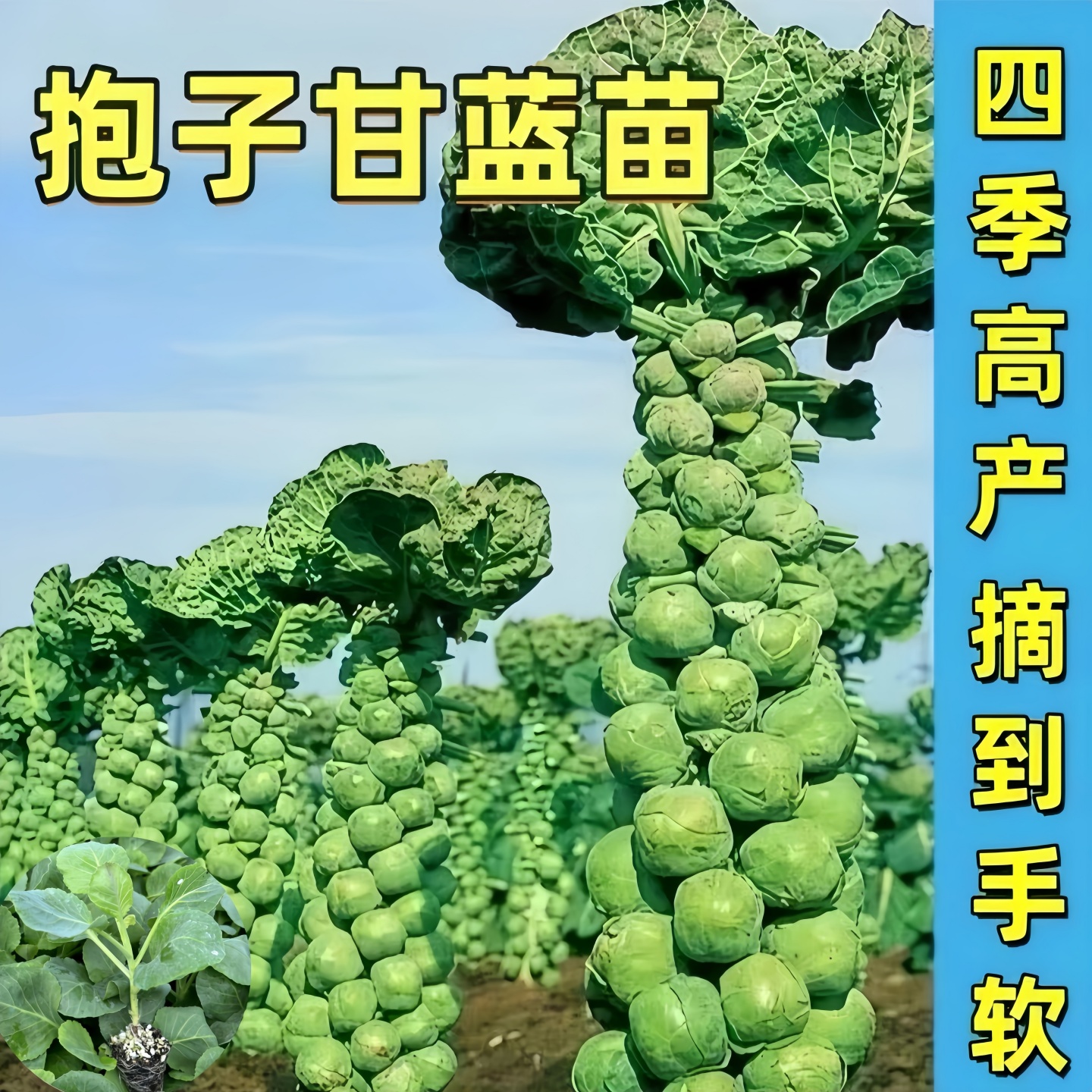 袍子甘蓝苗西兰花苗秧苗青梗花菜牛心包菜苗西蓝花秋冬耐寒蔬菜苗