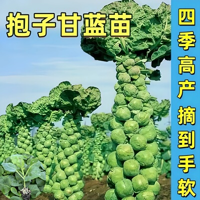 袍子甘蓝苗西兰花苗秧苗青梗花菜牛心包菜苗西蓝花秋冬耐寒蔬菜苗