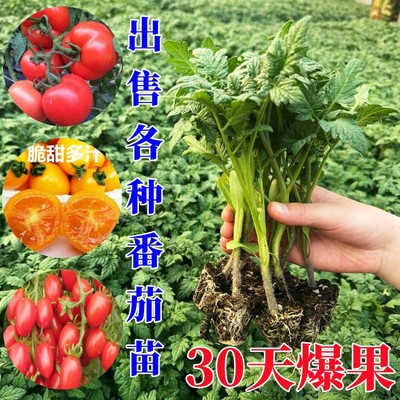 矮化番茄苗南方超甜小番茄四季