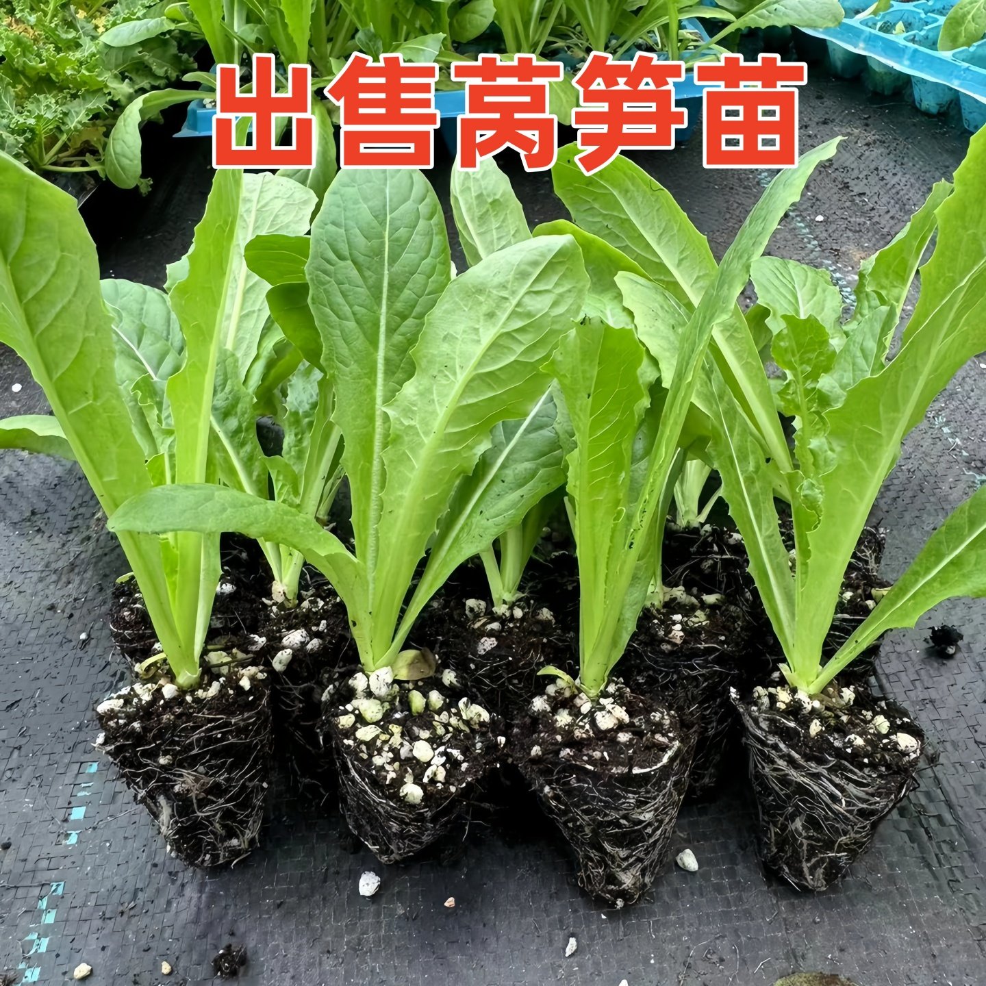 莴笋苗莴苣秧苗青皮农家秋冬