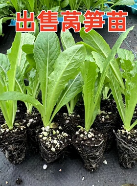 莴笋苗莴苣秧苗青皮农家秋冬耐寒蔬菜苗红皮现卖西蓝花阳台蔬菜苗