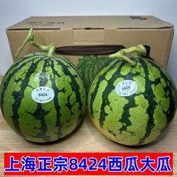 正宗上海8424西瓜大果脆甜南汇红肉黑籽西瓜当季新鲜水果现摘现发