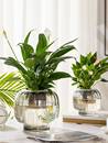 水培器皿创意玻璃花盆水养植物白掌红掌绿萝大号花瓶透明插花摆件