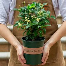 桂花盆栽室内阳台室外庭院喜阳植物老桩树苗花卉绿植四季开花好养