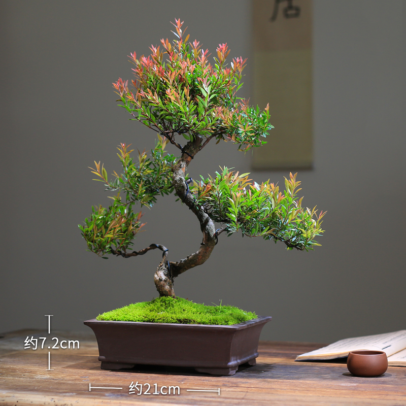 小叶赤楠盆景室内绿植中式盆栽老桩客厅办公客厅桌面摆件好养植物