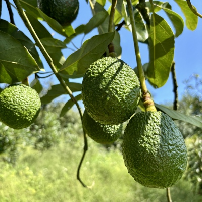 云南哈斯牛油果新鲜水果