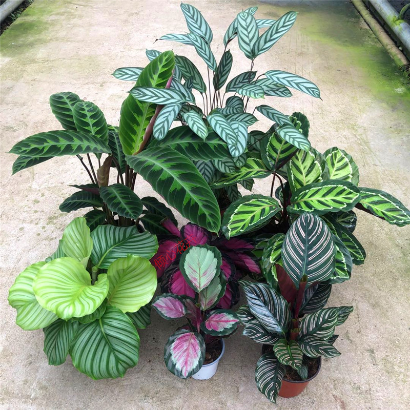 猫眼翠叶 孔雀 双线 银纹 豹纹 苹果红美丽 彩虹竹芋盆栽花卉植物