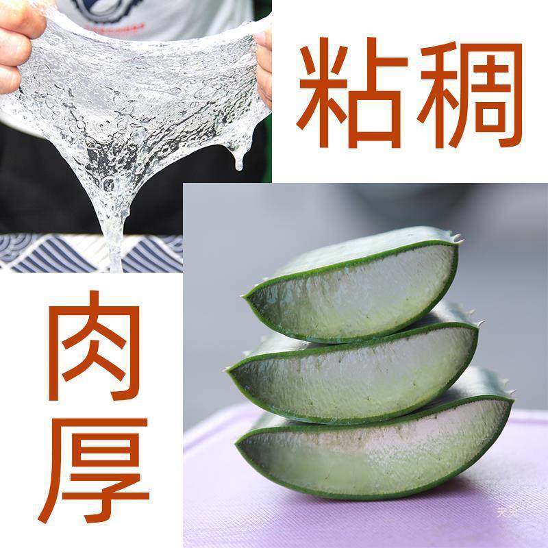 库拉索芦荟盆栽美容院灌肤专用可食用芦荟祛痘印凝胶植物盆栽叶片