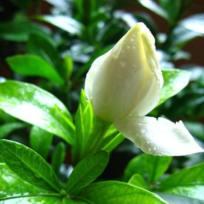 牡丹栀子花苗绿植 （小叶开花植物枝子花）阳台室内盆栽花卉植物