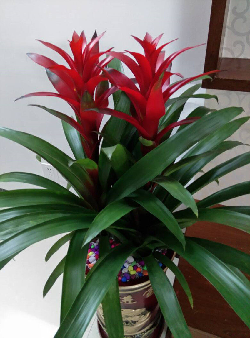 鸿运当头凤梨花吉利红星室内绿植盆栽花卉大型盆景植物新手易养活