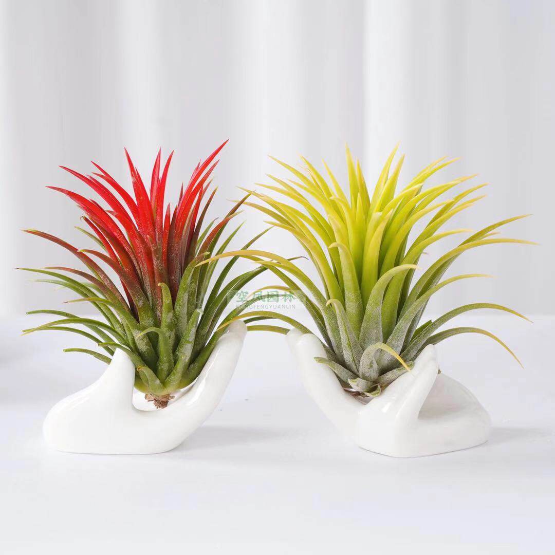 空气凤梨无土植物懒人盆栽精灵花卉办公室内净化环境凤梨花绿植