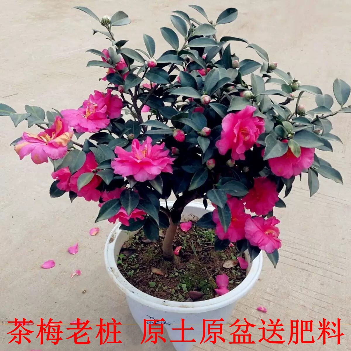 茶梅花苗盆栽四季红茶梅球树小玫瑰财神茶花老桩大苗景阳台带花苞