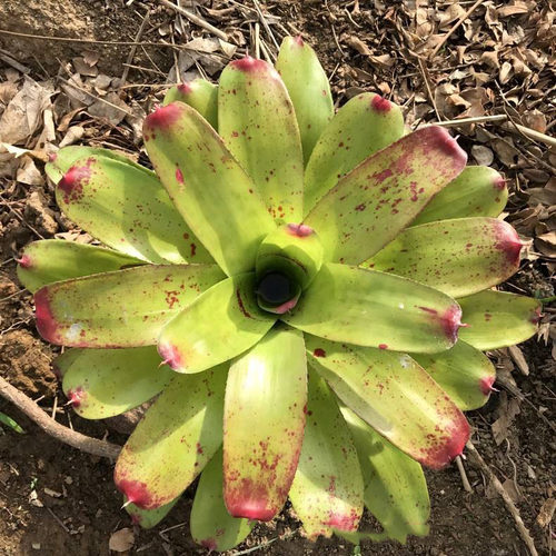 积水凤梨五彩粉姬玫瑰银河雅丽