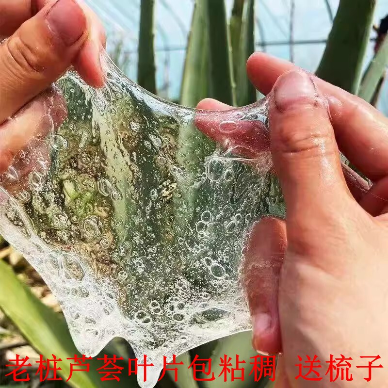 芦荟美容院灌肤专用胶汁粘稠芦荟盆栽室内库拉索芦荟可食用鲜叶片