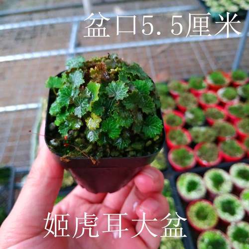 正宗日本山野草姬虎耳草姬雪之下血矛姬月季稿缦穗办公绿植盆景