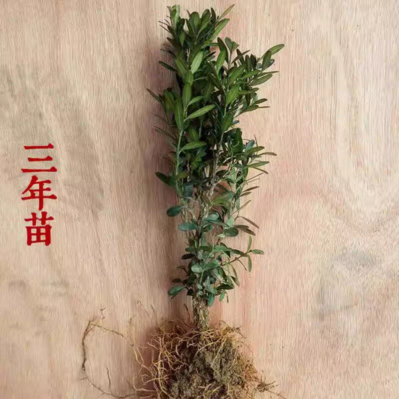 黄杨盆景 龙鳞黑珍珠黄杨苗 小叶皱皮雀舌黄杨树老桩珍珠黄杨盆栽