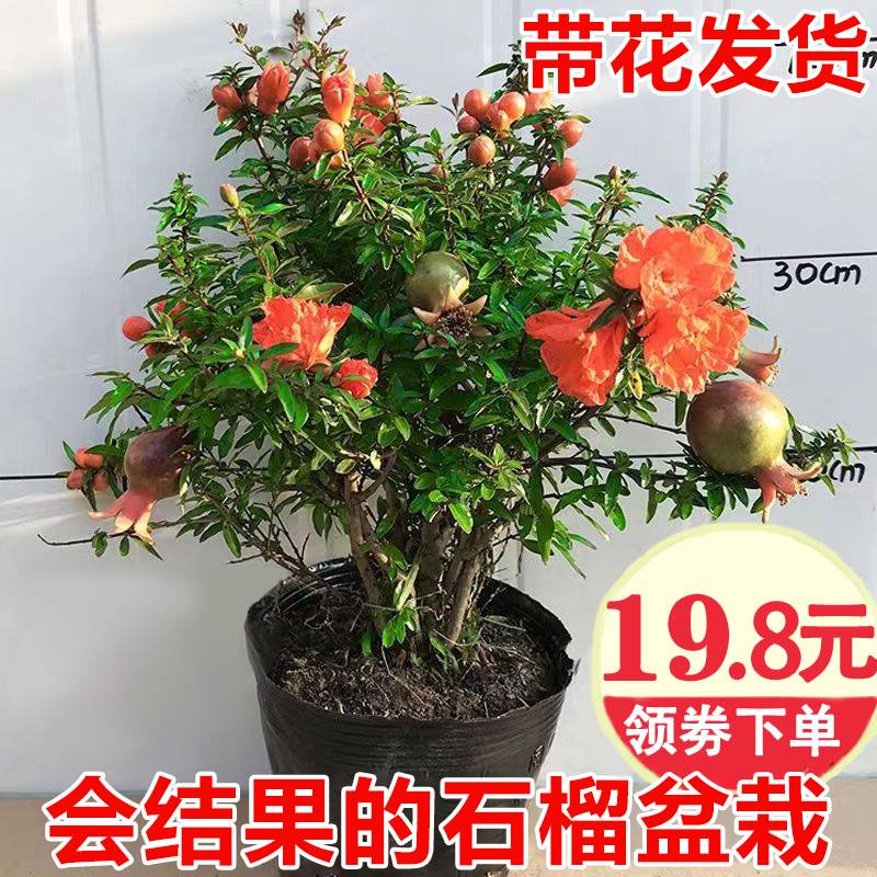 石榴树盆栽带花观赏果树苗室内客厅盆景四季庭院植物石榴花好养