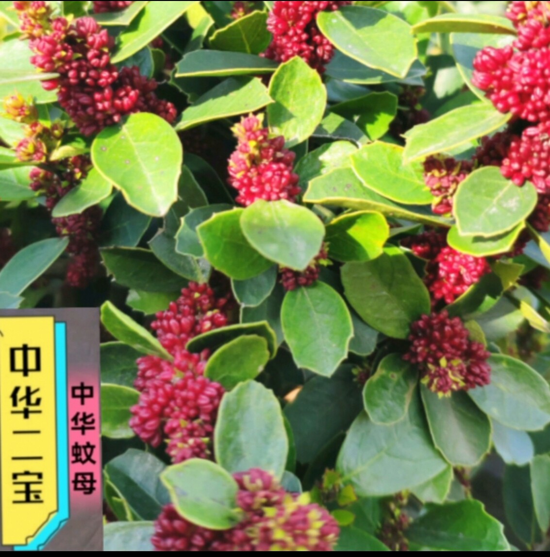 中华蚊母可造型树苗 观叶盆栽苗 小叶文母四季常青美观庭院蚊母苗
