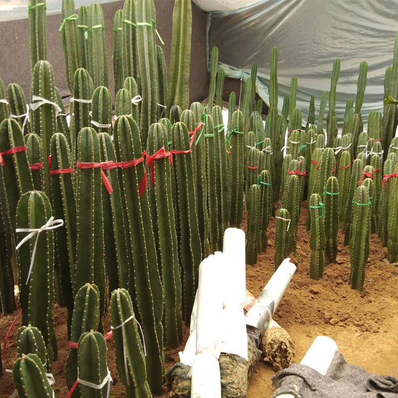 仙人柱 量天尺 仙人掌天轮柱室内盆栽植物射将军柱龙骨包邮