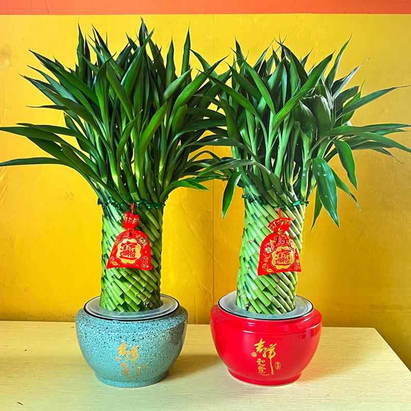 乔迁年宵编织富贵竹招财水培观音竹文昌竹绿植带根水养富贵竹盆栽