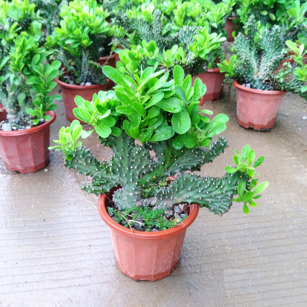绿植玉麒麟花卉庭院好养多肉植物