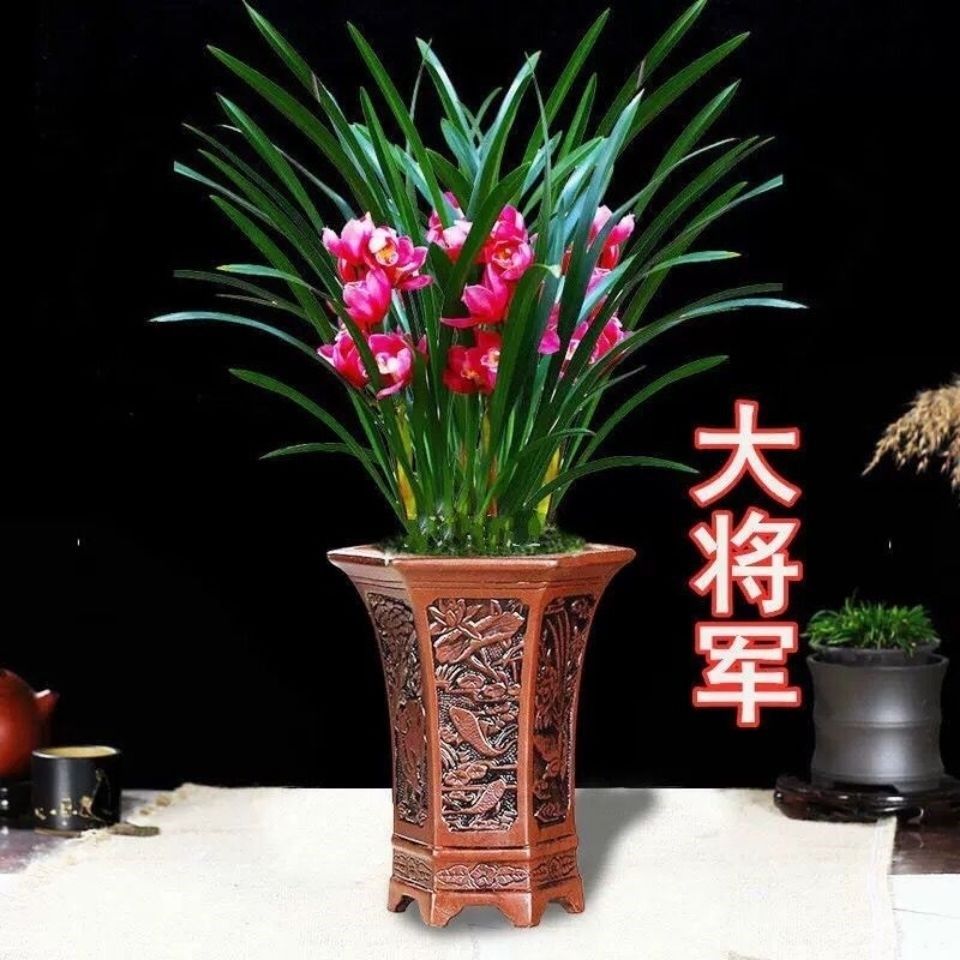 名贵兰花大将军苗浓香 大将军兰花 蕙兰花苞盆栽四季兰花绿植兰草