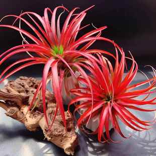 红艾瑞克河豚大号积水凤梨积水凤梨植物空气凤梨植物河豚空气凤梨