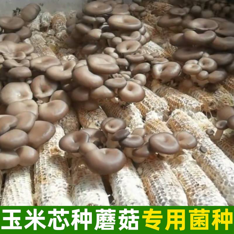 玉米芯蘑菇菌包栽培种植