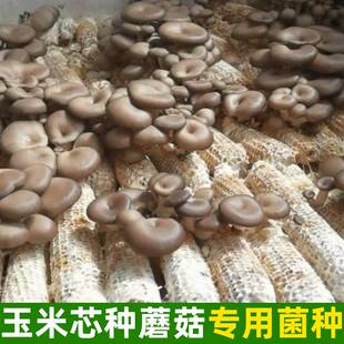玉米芯蘑菇平菇菌種蘑菇菌包菌種人工菌菇玉米蘑菇蘑菇菌種種植包