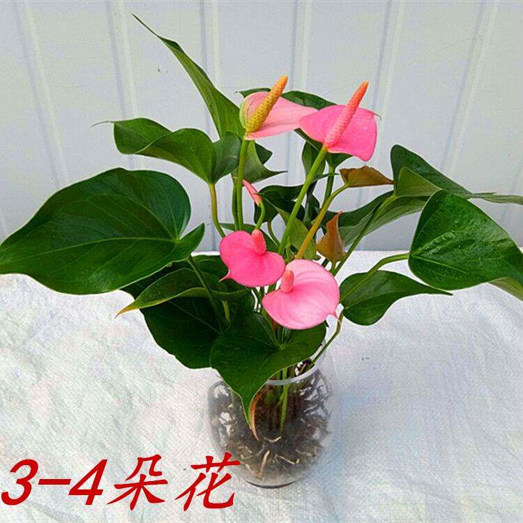新品绿植 粉掌苗带花 室内盆栽植物 水培红掌绿萝 土培发财树包邮