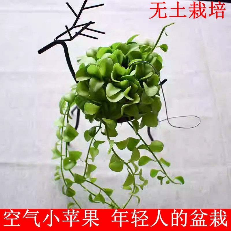 空气凤梨小苹果无土植物
