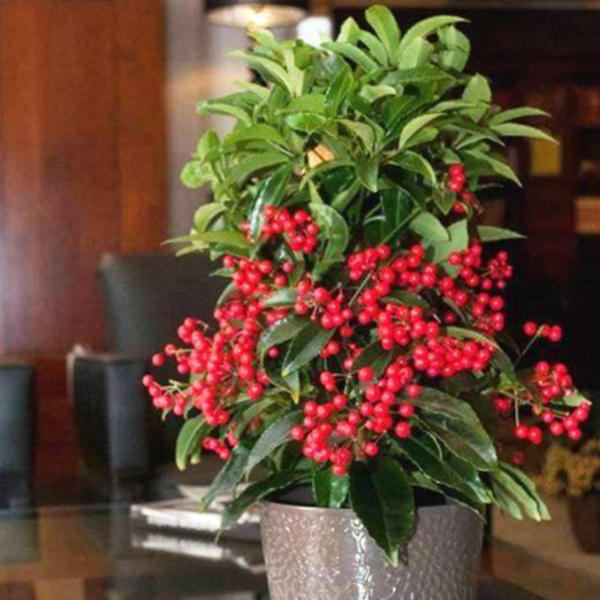 富贵籽盆栽带果发货黄金万两室内盆栽金玉满堂富贵籽盆景耐寒花