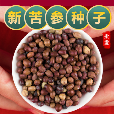 新产苦参种子中药材苦参种籽苗四季种植播种抗旱能力强用于苦参茶
