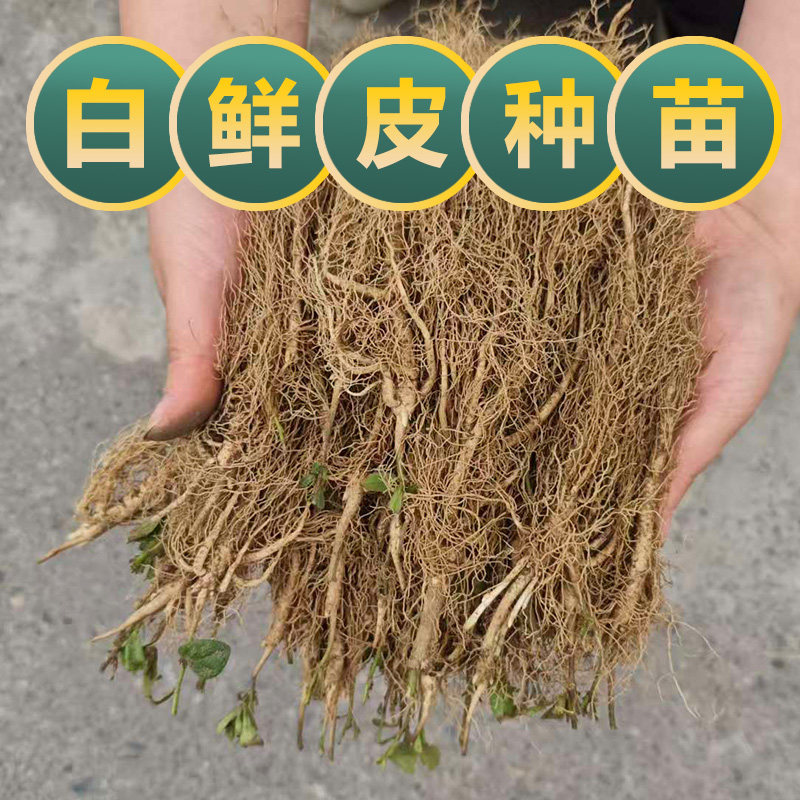 白鲜皮种子中药材种苗白鲜皮苗可盆栽庭院阳台耐寒开花植物