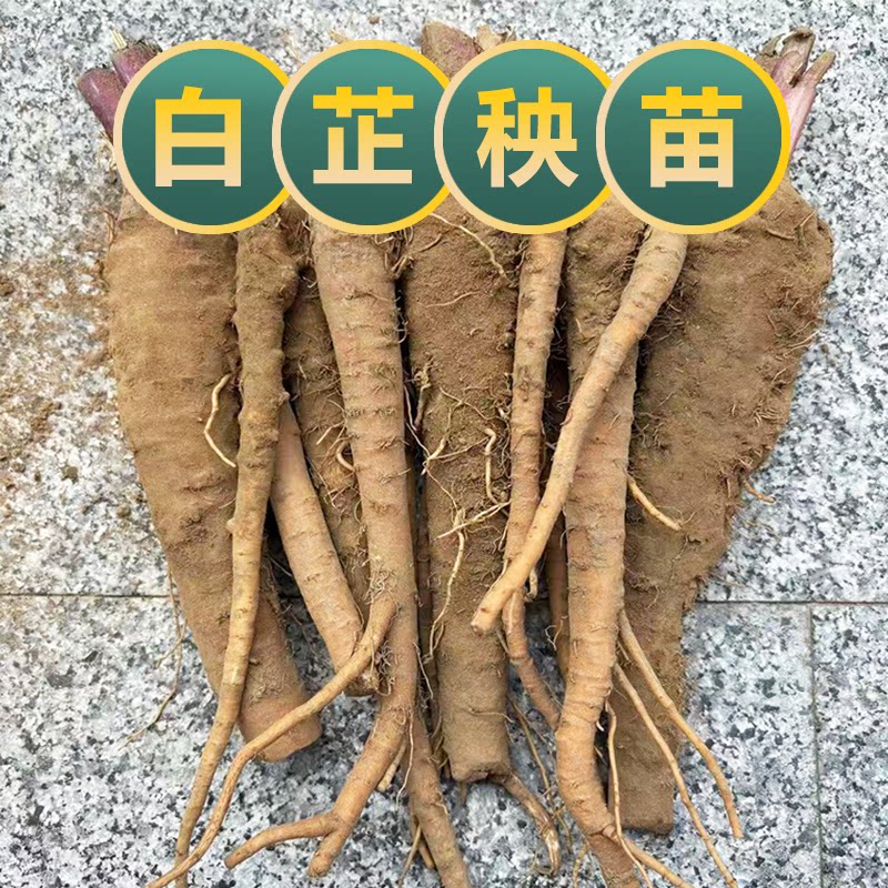 白芷种植苗祁白芷药材苗基地现挖苗可食用炖肉调味料白芷肉蔻黄芪