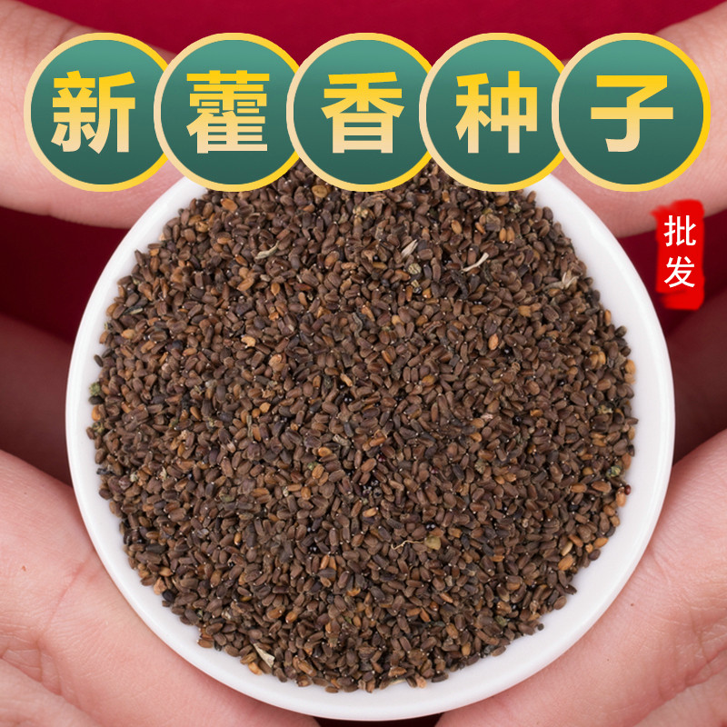 新鲜藿香种子中药材藿香籽香草籽可食用藿香苗阳台盆栽蔬菜种孑