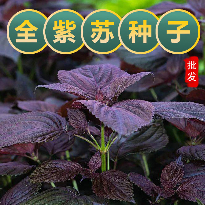紫苏子种籽紫苏种子大叶紫苏籽苗盆栽可食用可药用四季蔬菜籽大全