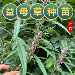 益母草苗新鲜活苗可食用夏开花中草药苗红花益母草百草园学生观察