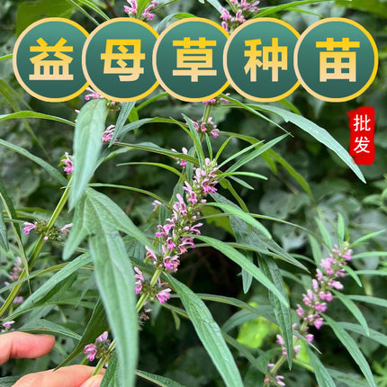 益母草苗新鲜活苗可食用夏开花中草药苗红花益母草百草园学生观察