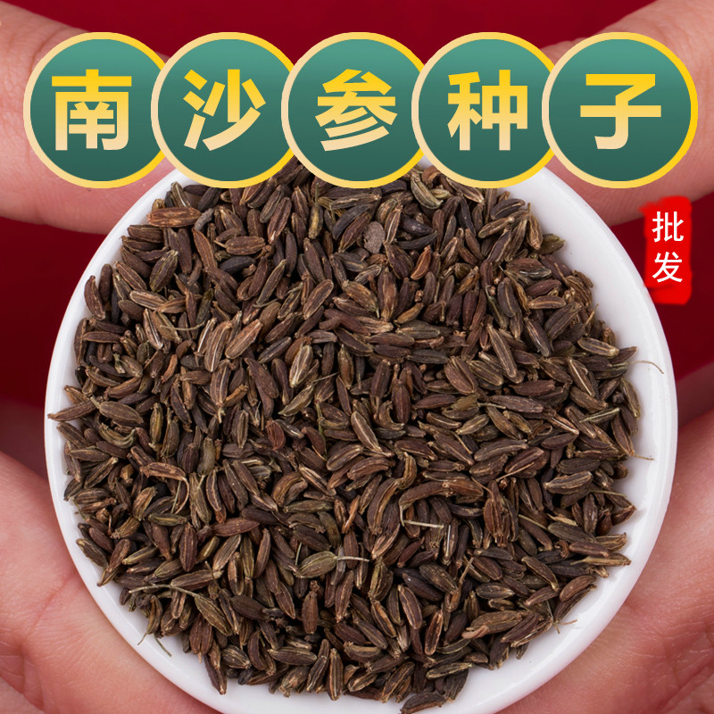 散装南沙参种子纯新中药材种苗2024产北沙参种籽珊瑚菜冬季秋季