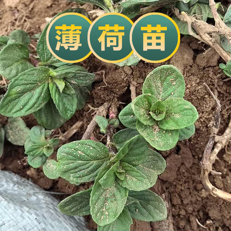 薄荷苗药用薄荷小苗基地现挖百草园研学中草药苗学生观察阳台盆栽