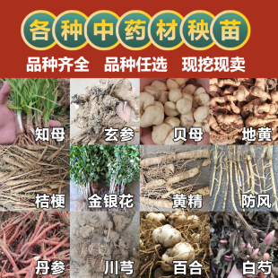 中草药苗大全何首乌苗白芨苗药材种植苗金银花枸杞树苗种黄精玉竹