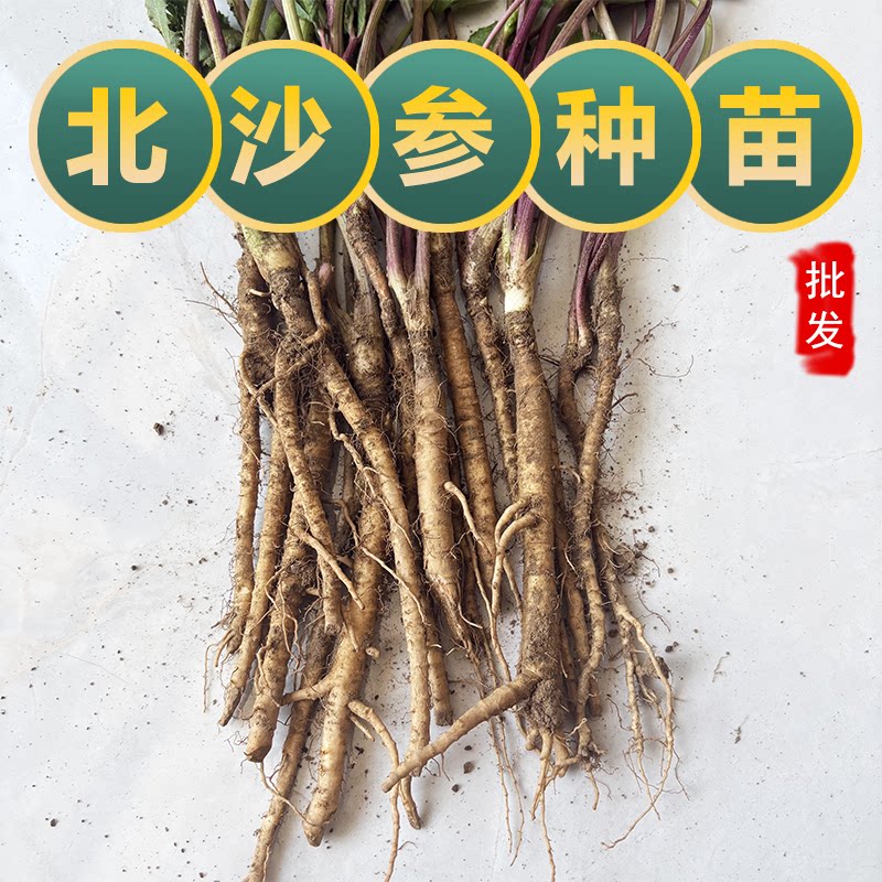 北沙参苗中草药北沙参种苗